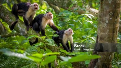 macacos animal