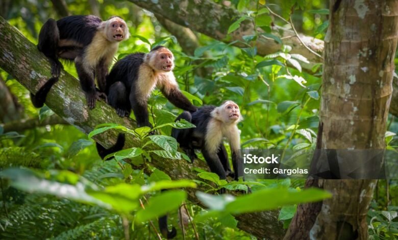 macacos animal